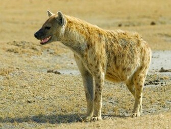 App Shopper Beautiful Hyena Wallpaper Photography