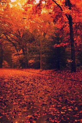 Autumn Melody Warm On iPhone Yellow Morning
