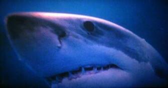 Shark Week Wallpaper High Definition