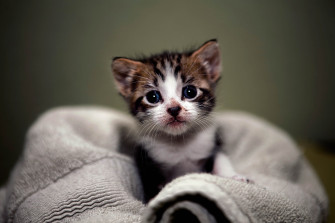 HD Kitten Wallpaper