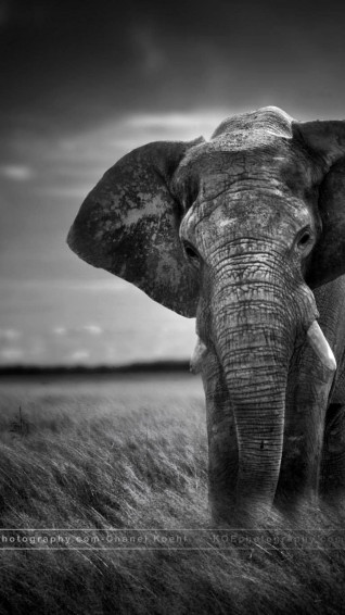 Elephant Wallpaper 4k iPhone Trick