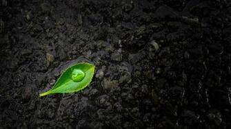 Wallpaper Leaf Drop Stones Close Up Green