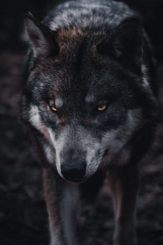 Wolf Wallpaper HD Hq