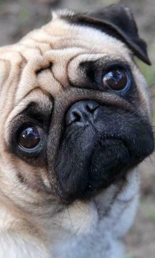 Bigger Pug HD Wallpaper For Android Screenshot
