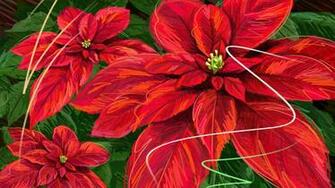 Poinsettia Wallpaper