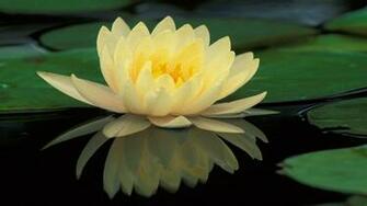 Lily Pad Wallpaper