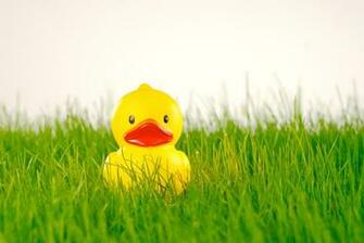 Rubber Ducky Wallpaper