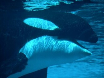 Orca Achtergronden Dieren HD Wallpaper Foto Jpg