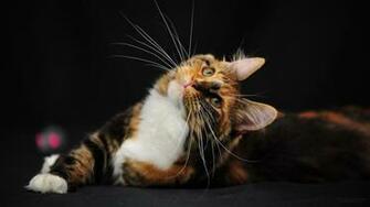 Image Wallpaper Funny Cat Maine Coon Lol Cats Ni746799
