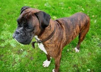 Boxer Dog Wears Leather Collar Puppies Wallpaper Picture