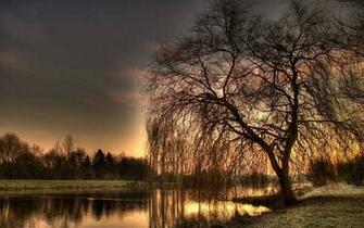 Weeping Willow Wallpaper