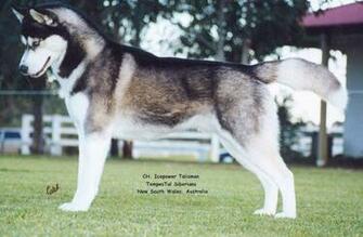 White Siberian Husky Wallpaper My