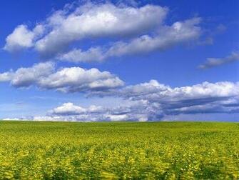 Field With Flowers Under The Sky Wallpaper Apps Directories