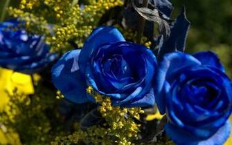 Blue Rose Wallpaper Background Beautiful Desktop