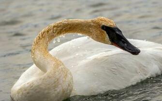 Coders Explore The Collection Birds Swans Swan