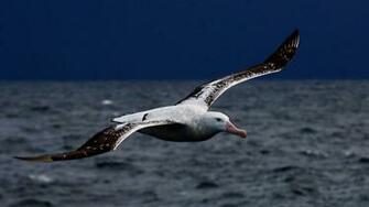 Wandering Albatross Wallpaper Wallmaya