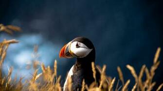 Stunning HD Puffin Bird Wallpaper HDwallsource