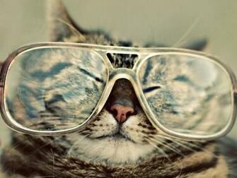 Funny Cat Wallpaper Stock Photos