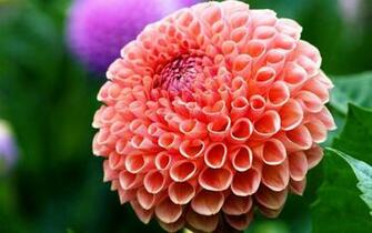 Dahlia Flower Wallpaper HD