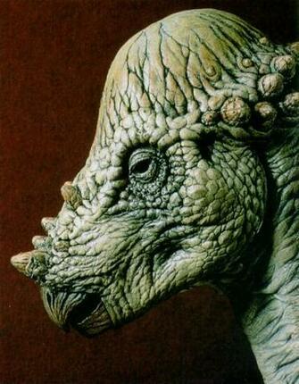 Pachycephalosaurus Pictures Facts The Dinosaur Database