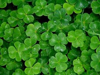 Shamrock Wallpaper HD