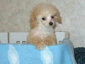 Poodle Lovely Wallpaper Pictures
