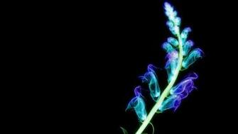 X Ray Wallpaper