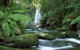 Tropical Rainforest Wallpaper