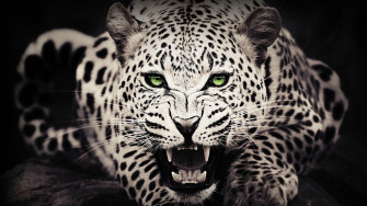 Wild Animals Wallpaper