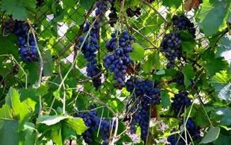 Grapes Wallpaper