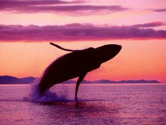 Hump Back Whale Humpback Whales Jpg