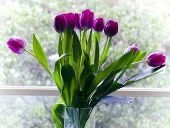 Purple Spring Wallpaper