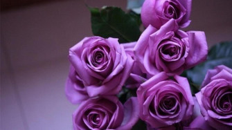 Purple Roses Wallpaper
