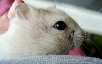 Cute Hamster Wallpaper Pictures