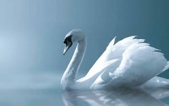 Angel Swan Desktop Pc And Mac Wallpaper