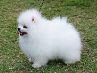 Cute Pomeranian Dog Breed