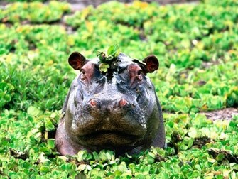 Wildlife Of The World Hippopotamus Animal