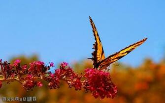 Mariposas Wallpaper