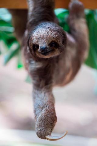 Three Toed Sloth Pictures Image