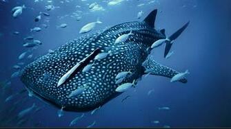 Megamouth Whale Shark HD Desktop Wallpaper