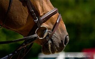 Wallpaper Equine Horses Riding Lifestyle