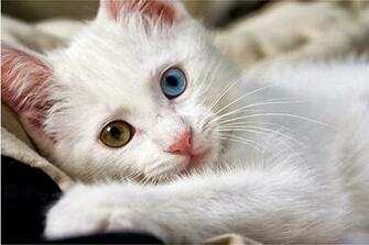 Beautiful HD Wallpaper U Cute Cats