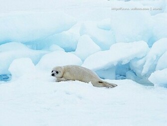Wallcoo Sea Lion Wallpaper Ea22013