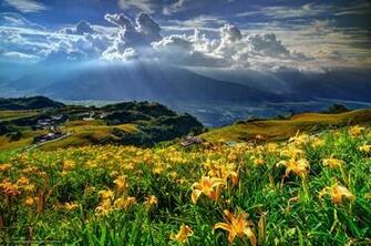 Wallpaper Lily Flower Farm Desktop In The