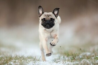 Pug Wallpaper Screensaver Background Pugs