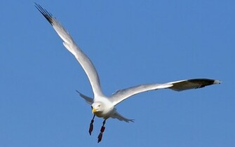 Sea Gull Wallpaper