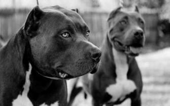 Pit Bulls Wallpaper Pitbull