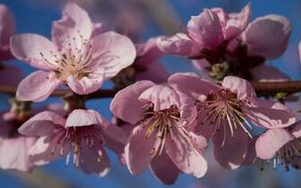 Peach Blossoms Wallpaper