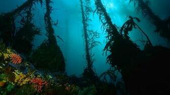 Underwater Mexico Wallpaper