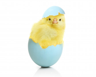 Baby Chicks Easter Wallpaper